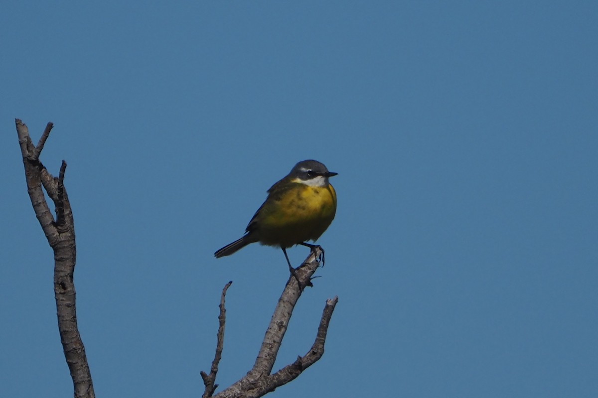 Bergeronnette printanière (iberiae/cinereocapilla/pygmaea) - ML637145195