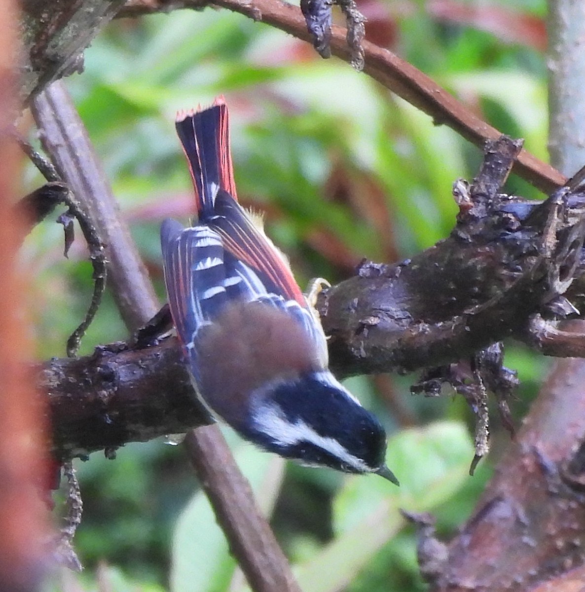 Red-tailed Minla - ML637145199