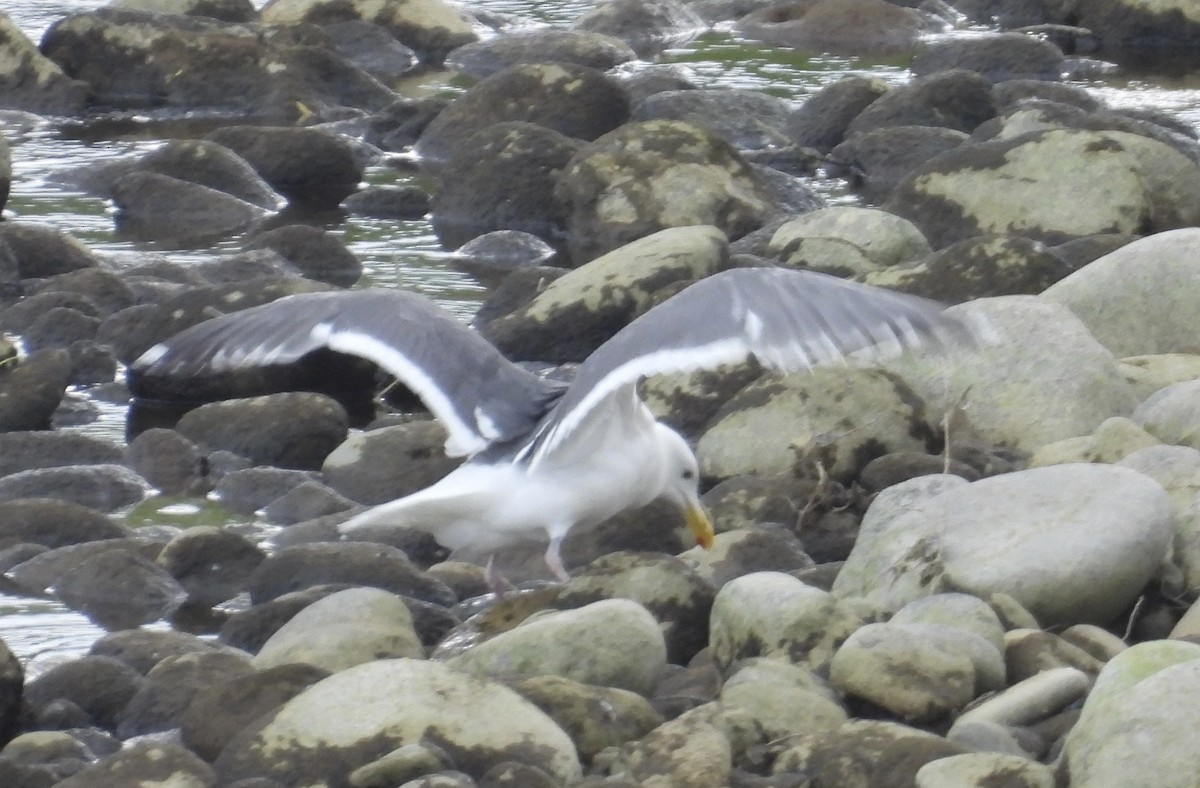 Slaty-backed Gull - ML637145296