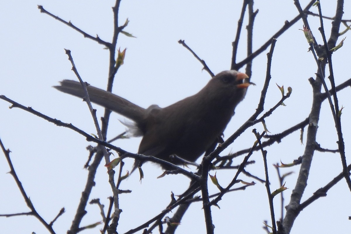 Great Parrotbill - ML637145384