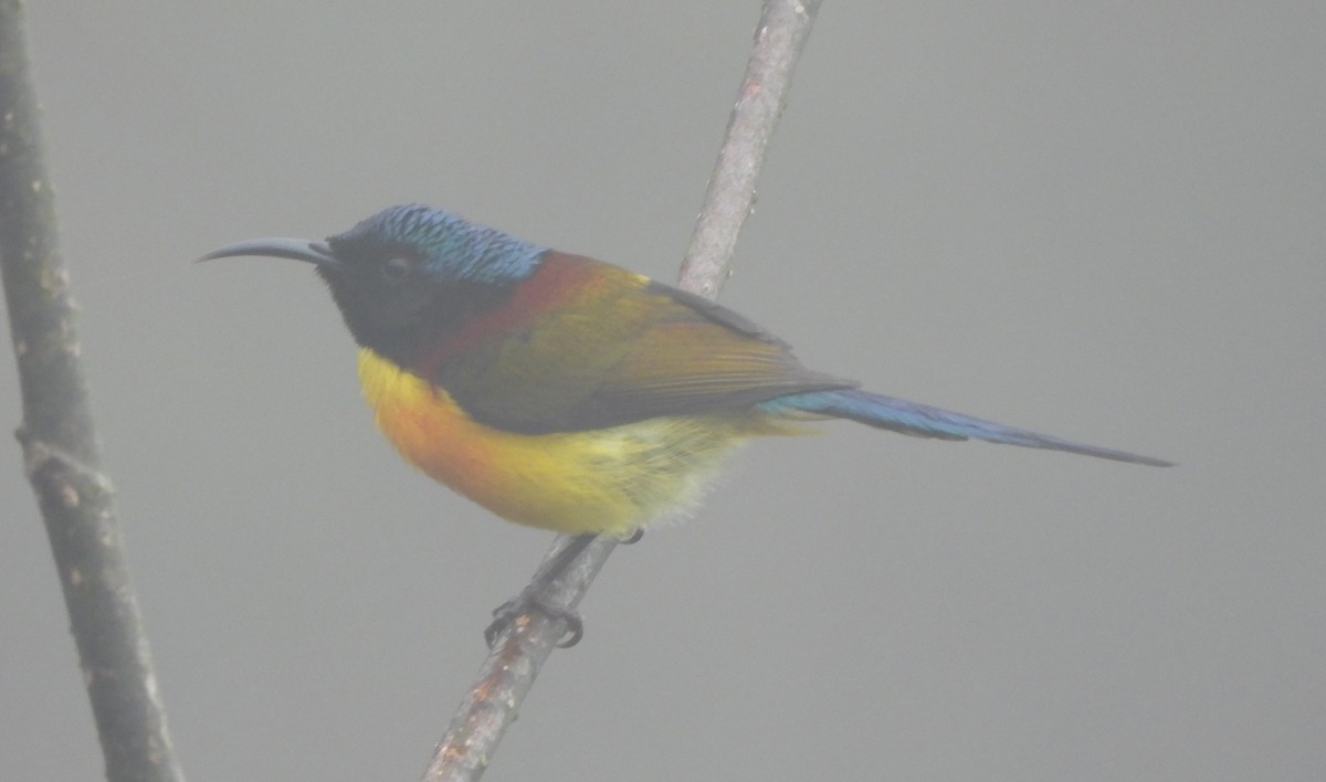 Green-tailed Sunbird - ML637145410