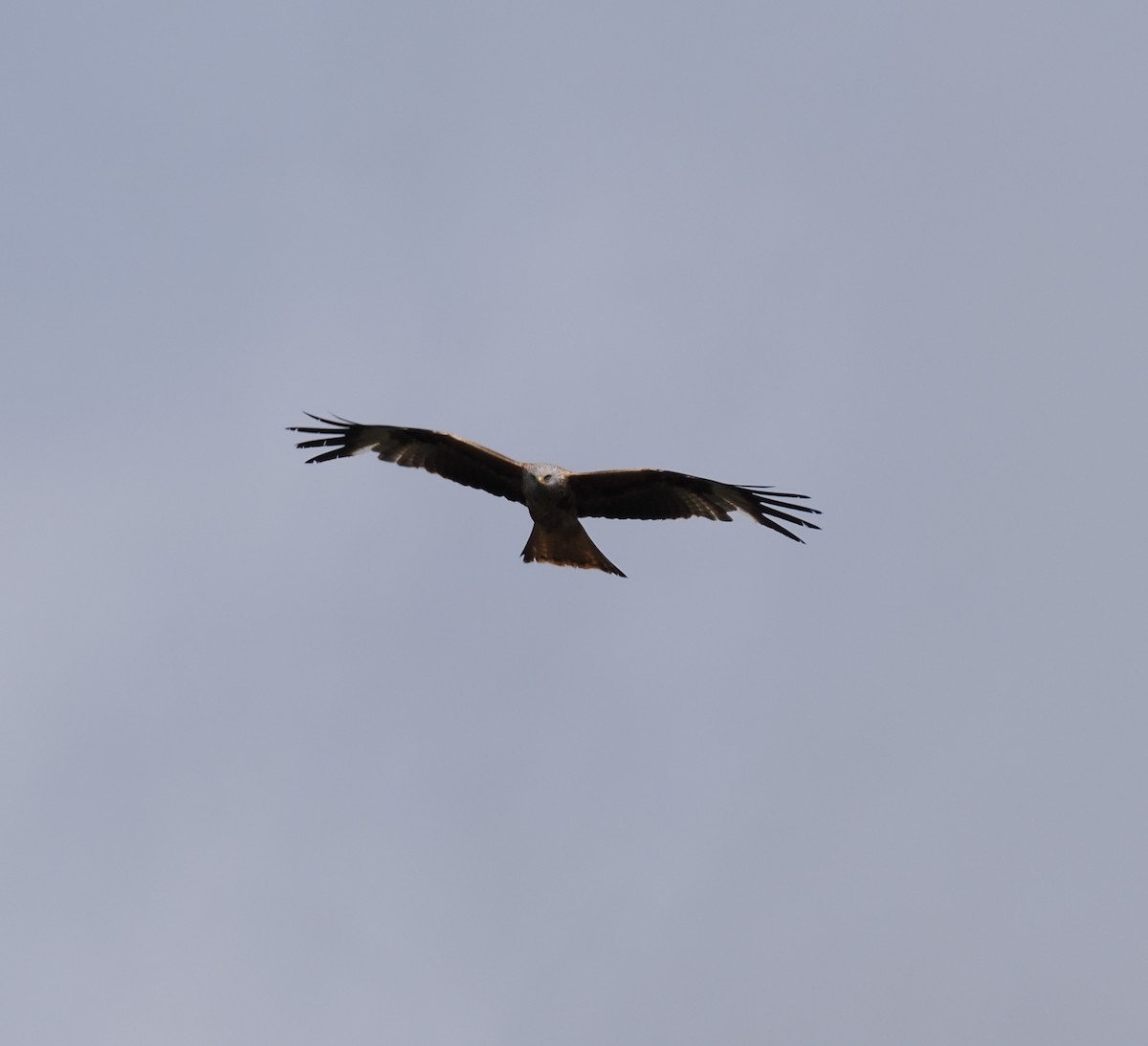 Red Kite - ML637145411