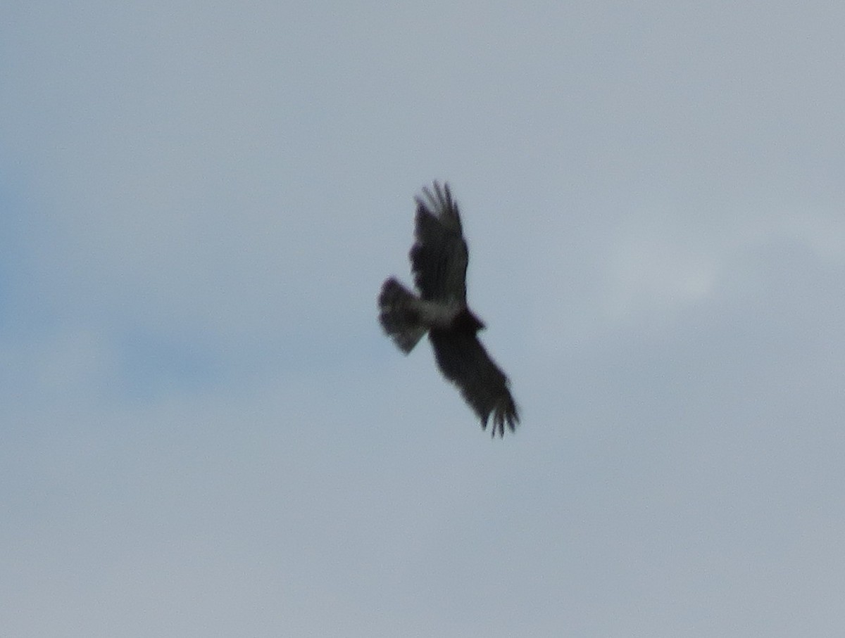 Circaète Jean-le-Blanc - ML637145412