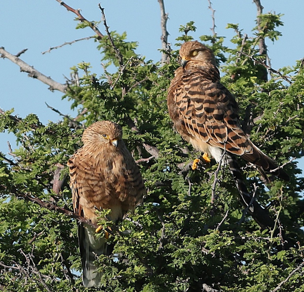 Greater Kestrel - ML637145414