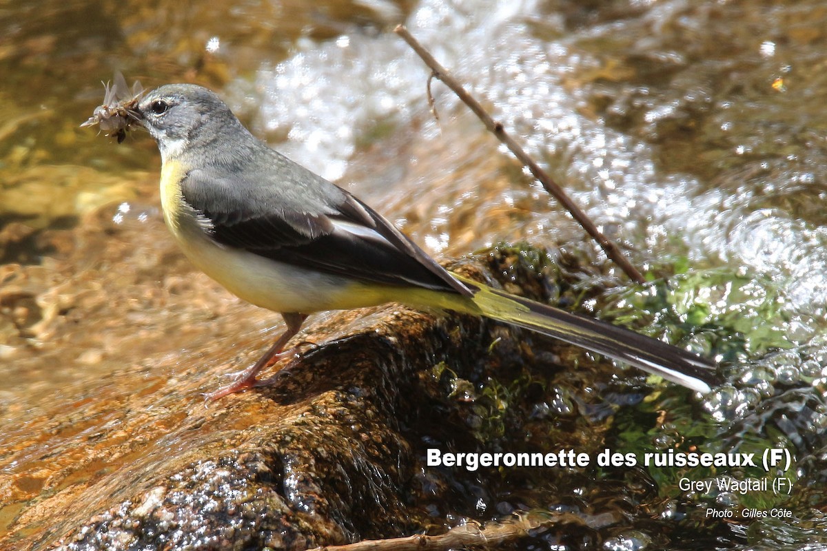 Gebirgsstelze - ML637145420