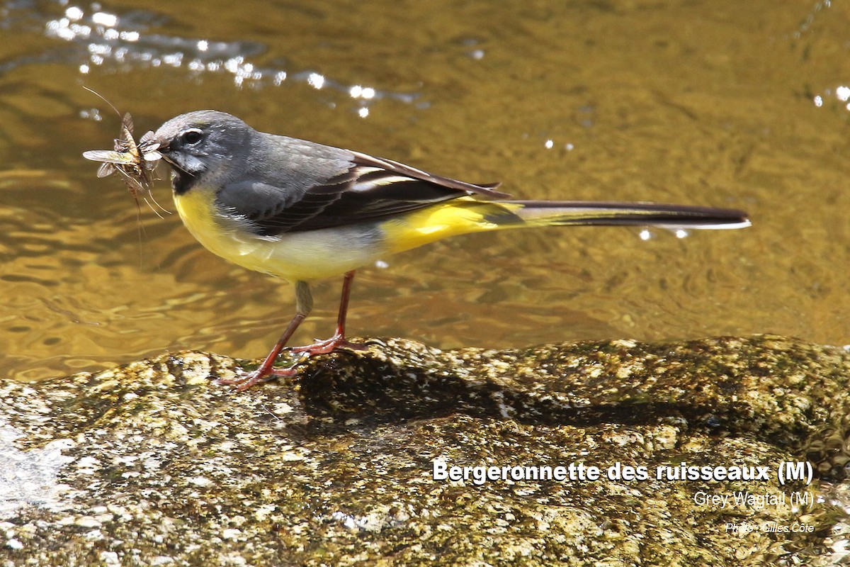 Gebirgsstelze - ML637145421