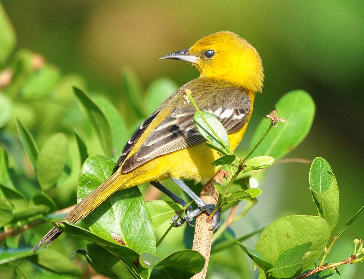 Hooded Oriole (igneus) - ML637145465