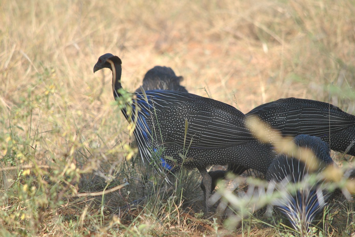 Vulturine Guineafowl - ML637145581