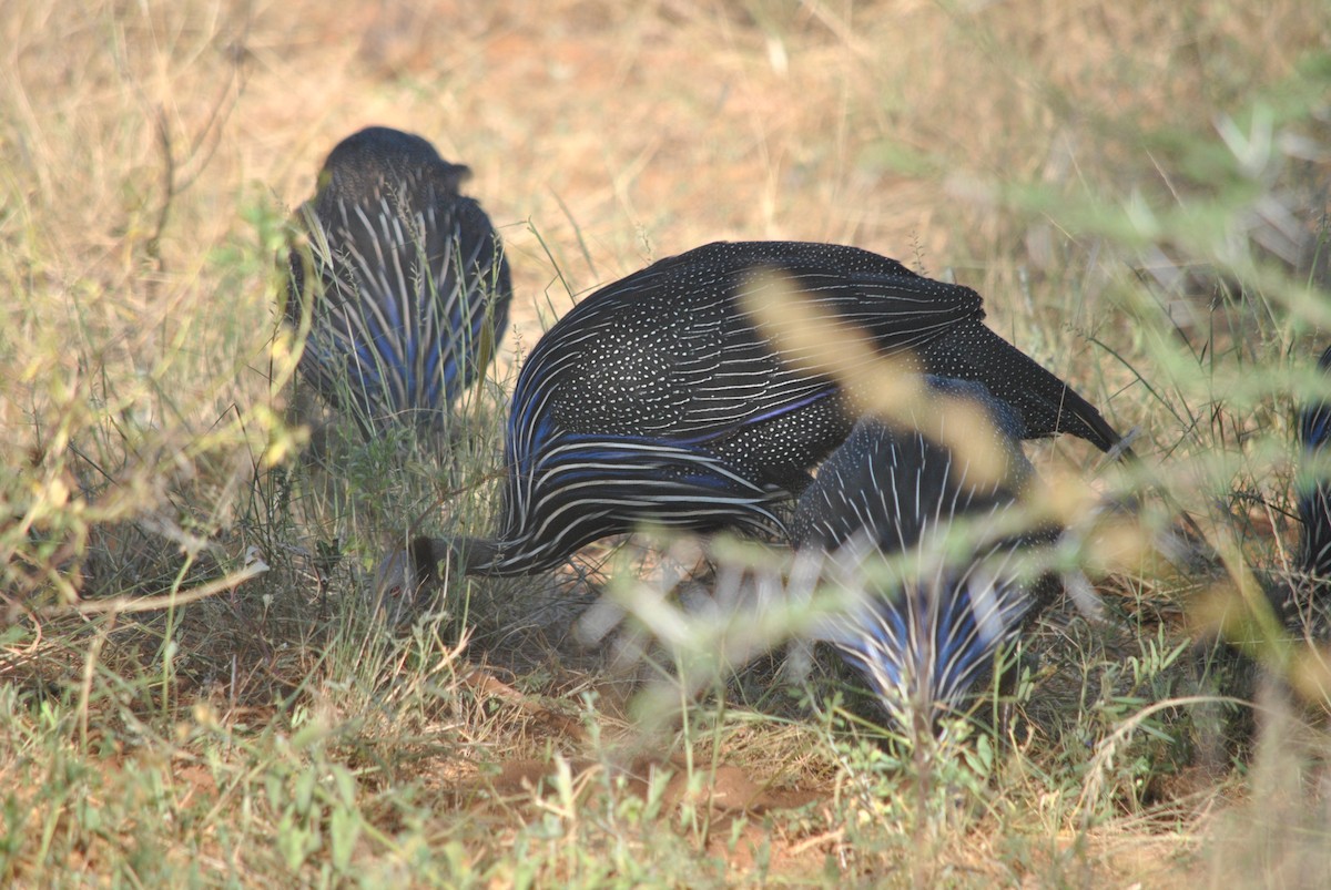 Vulturine Guineafowl - ML637145582