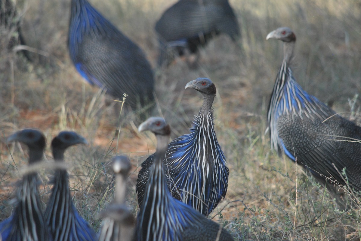 Vulturine Guineafowl - ML637145583