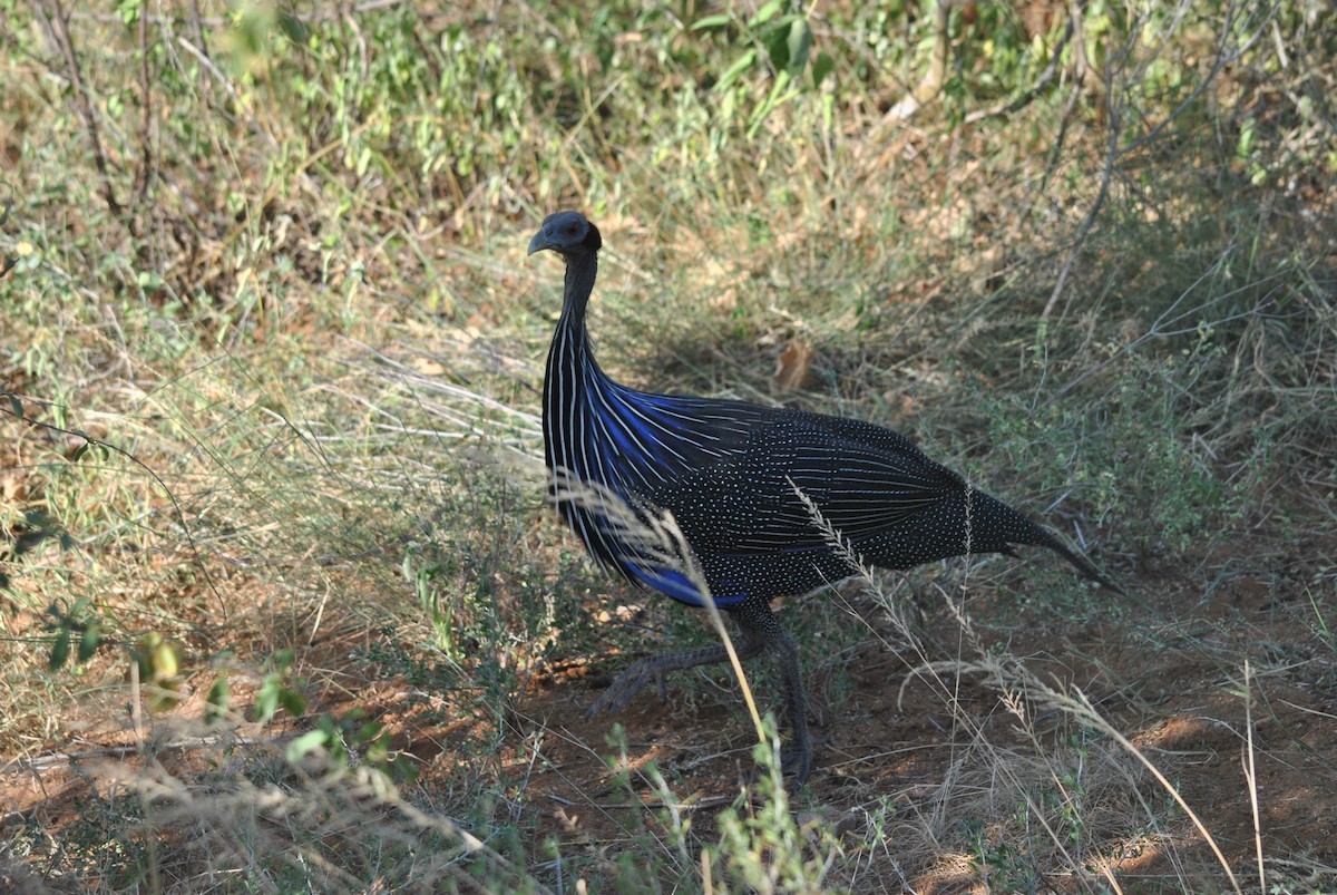 Vulturine Guineafowl - ML637145586