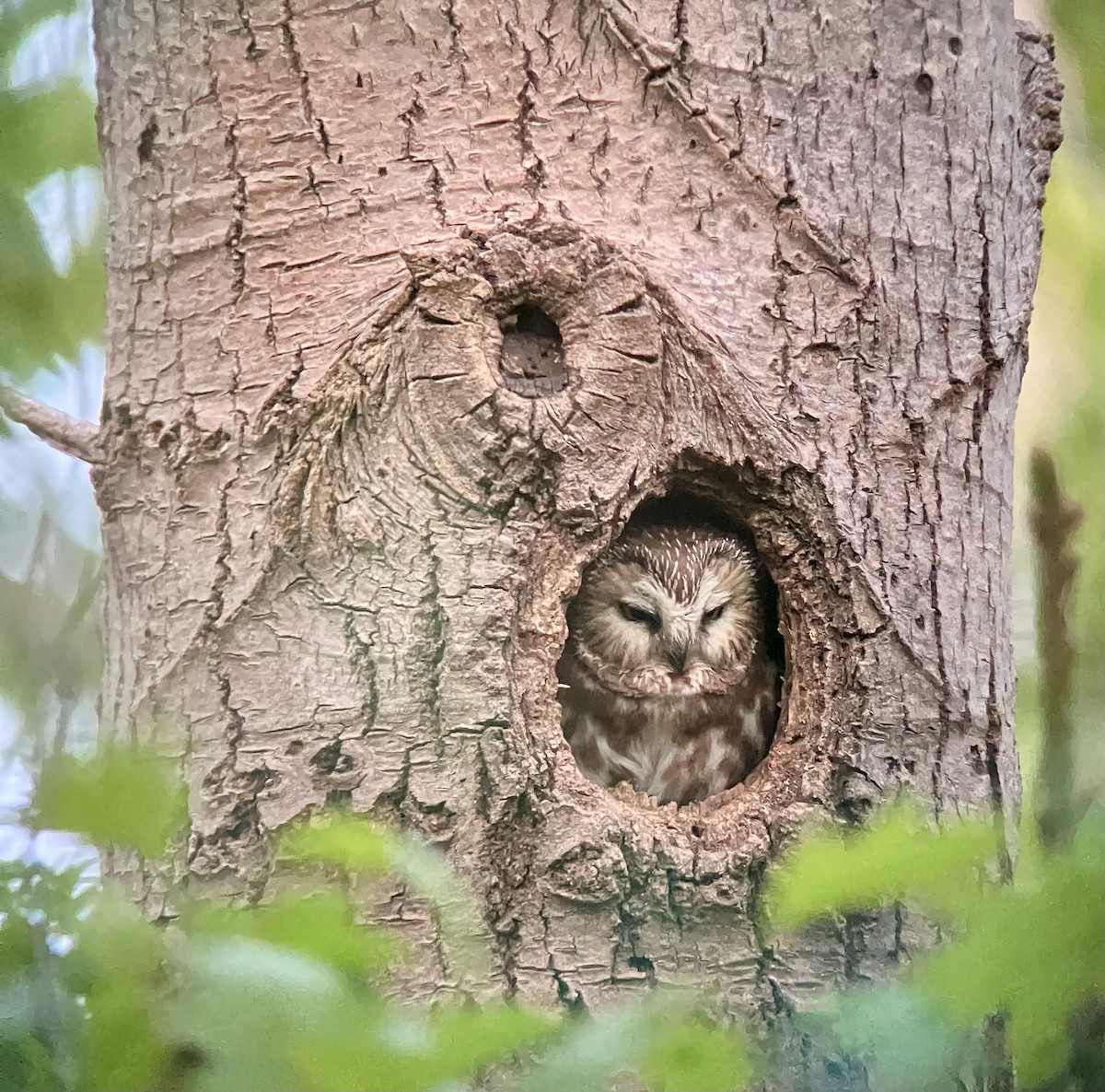 Northern Saw-whet Owl - ML637145612