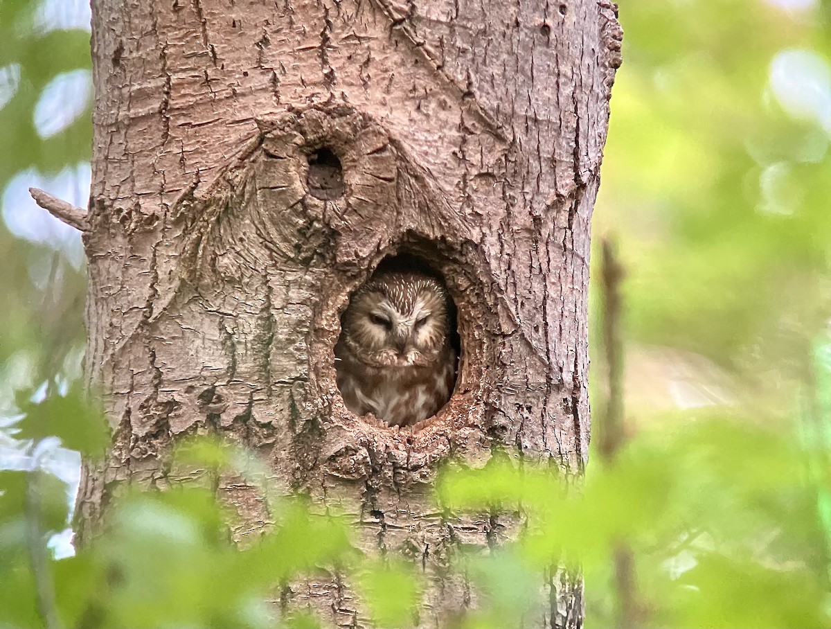Northern Saw-whet Owl - ML637145613