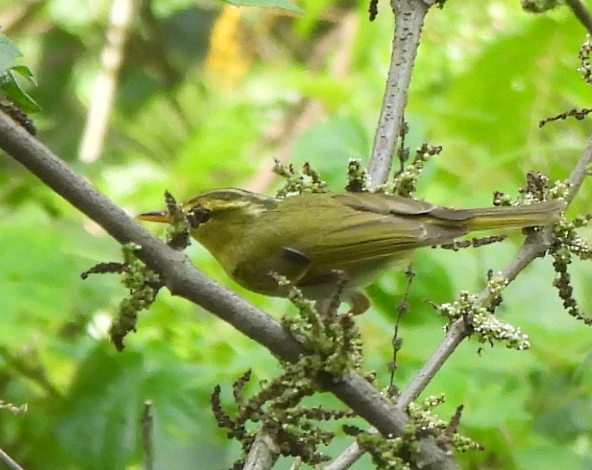 Yellow-vented Warbler - ML637145671
