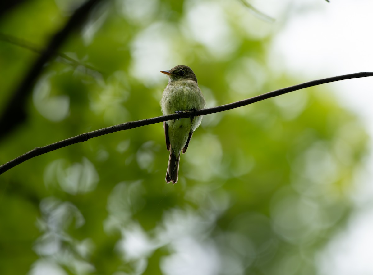 Acadian Flycatcher - ML637145690
