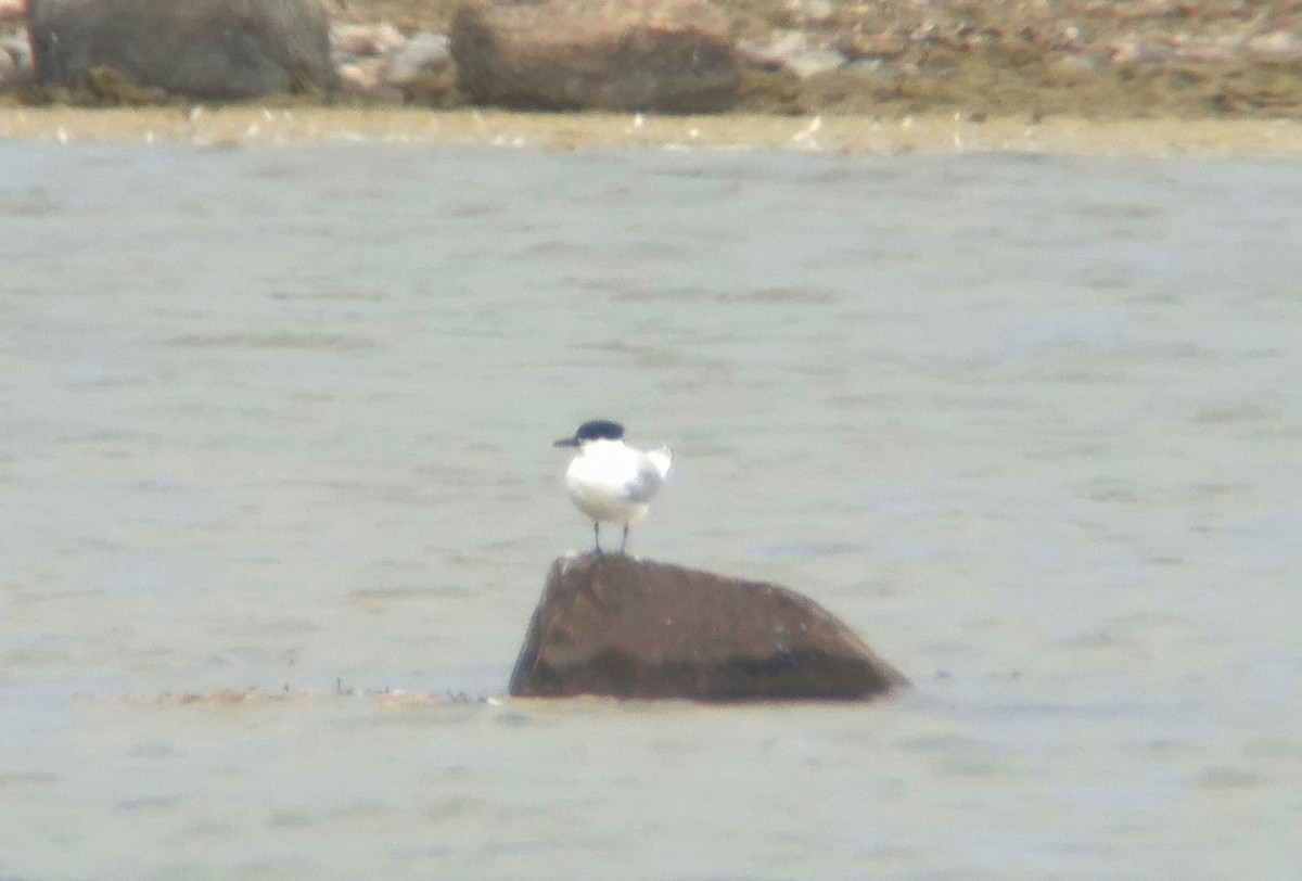 Sandwich Tern - ML637145698