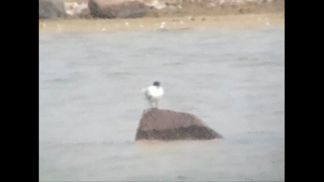 Sandwich Tern - ML637145708