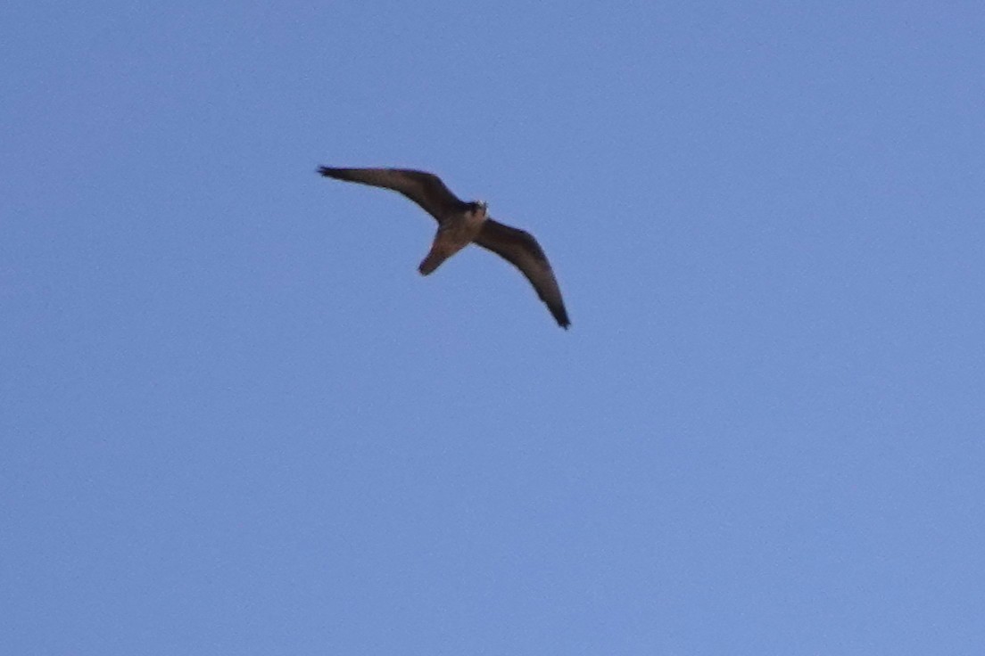 Eleonora's Falcon - ML637145738