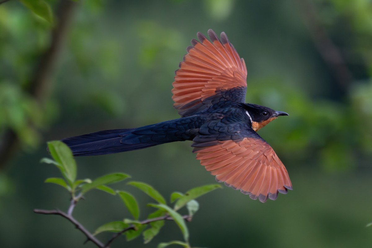 Chestnut-winged Cuckoo - ML637145816