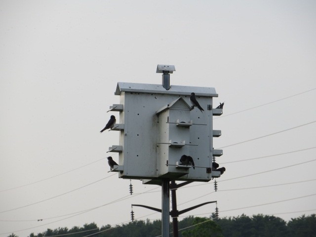Purple Martin - ML637145879