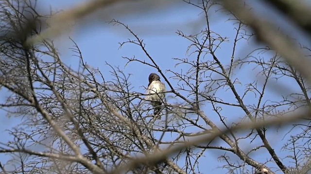 Olive-sided Flycatcher - ML637145899