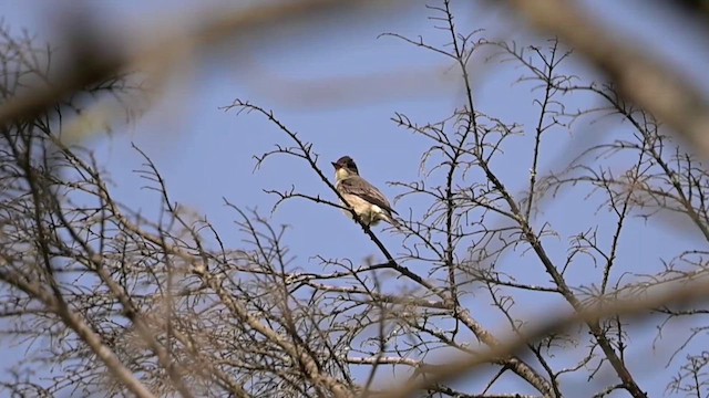 Olive-sided Flycatcher - ML637145902