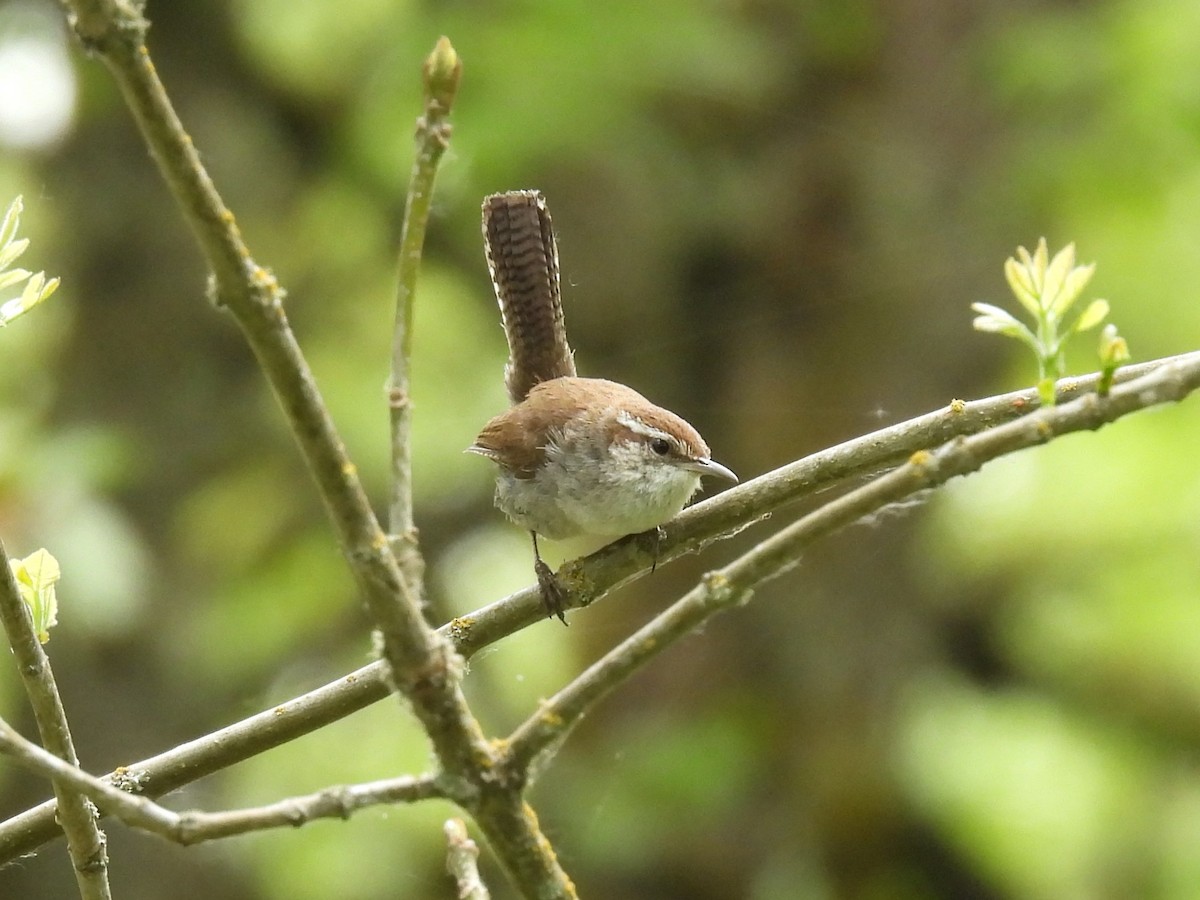 Bewick's Wren - ML637145904