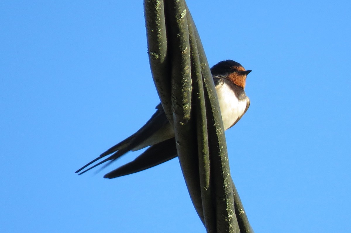 Barn Swallow - ML637145912