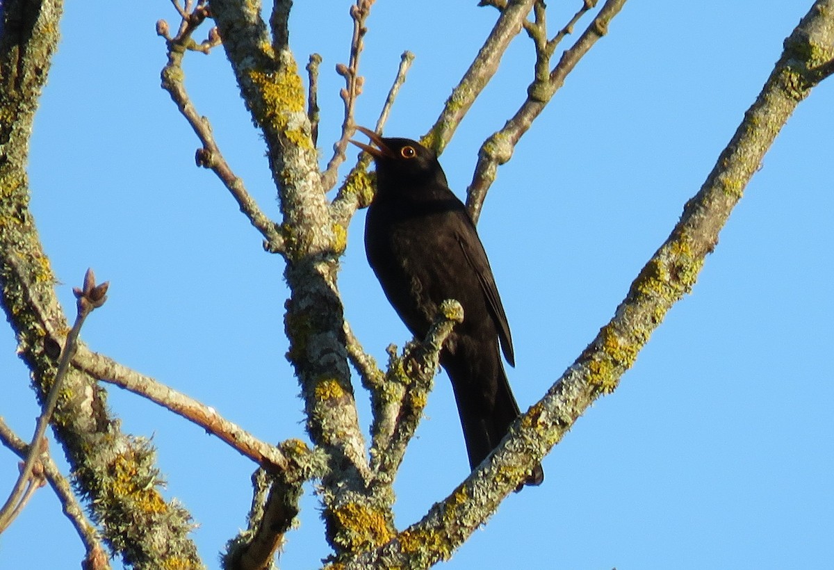 Eurasian Blackbird - ML637145917