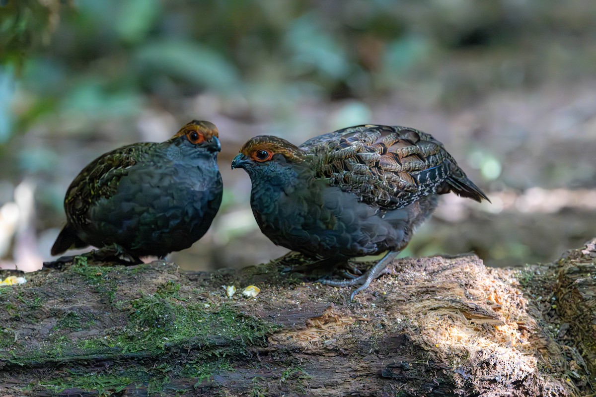 Spot-winged Wood-Quail - ML637145938
