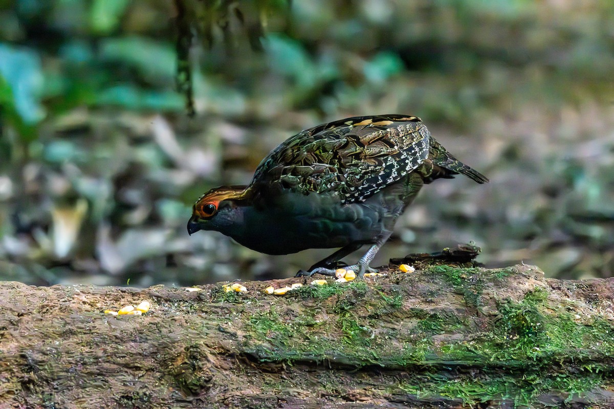 Spot-winged Wood-Quail - ML637145940