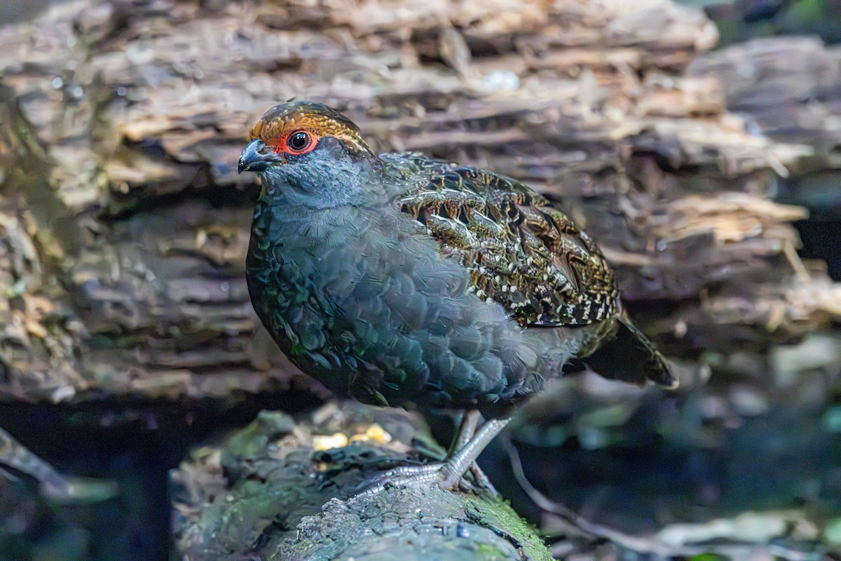 Spot-winged Wood-Quail - ML637145944