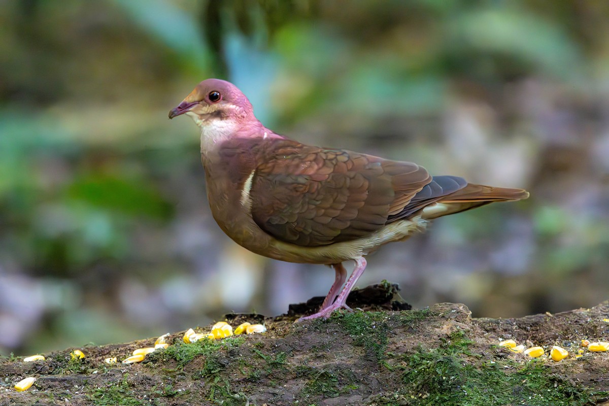 Ruddy Quail-Dove - ML637145946