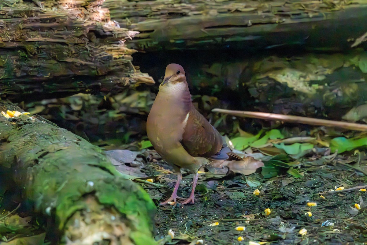 Ruddy Quail-Dove - ML637145948