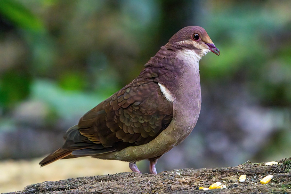 Ruddy Quail-Dove - ML637145949