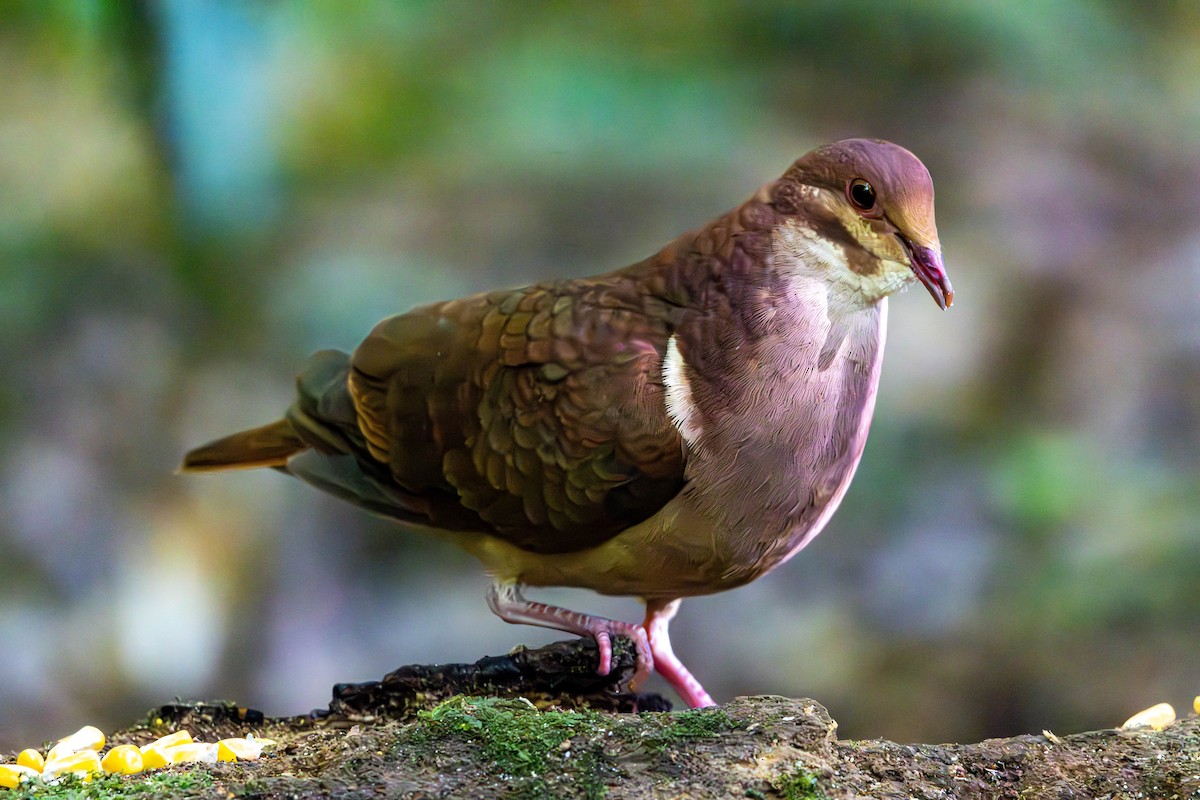 Ruddy Quail-Dove - ML637145951