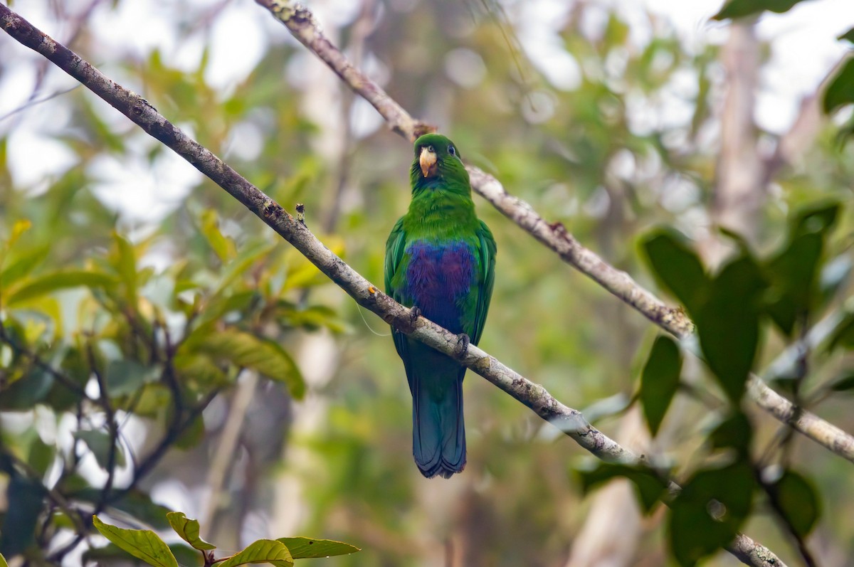 Blue-bellied Parrot - ML637145990