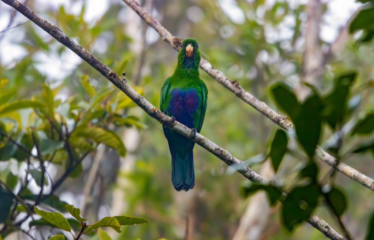 Blue-bellied Parrot - ML637145991
