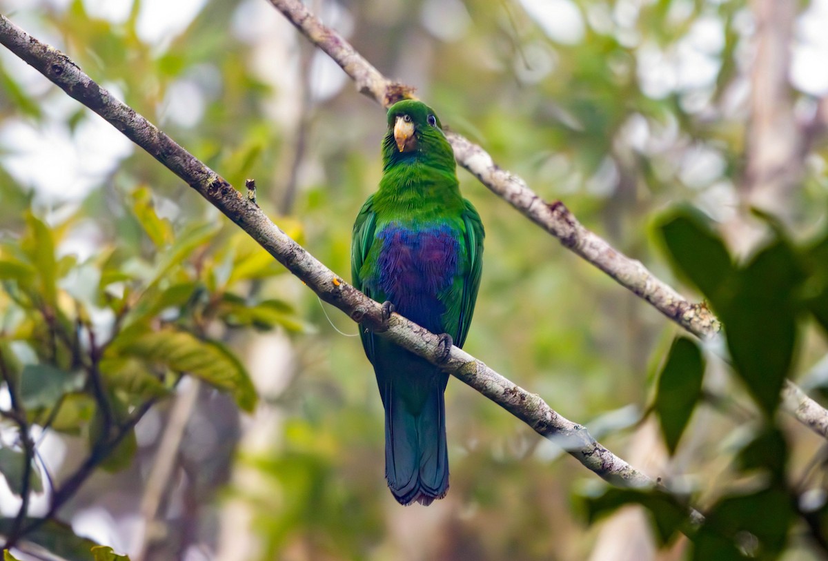 Blue-bellied Parrot - ML637145992