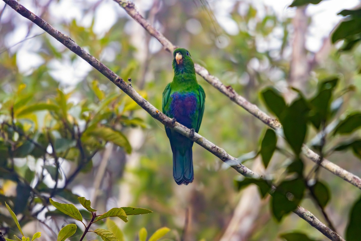 Blue-bellied Parrot - ML637145993
