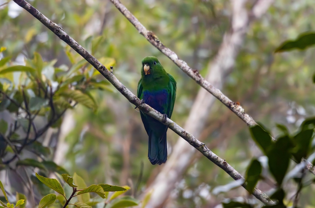 Blue-bellied Parrot - ML637145995