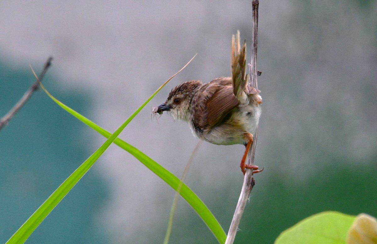 Striped Prinia - ML637146008