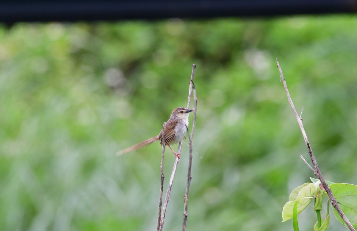 Striped Prinia - ML637146009