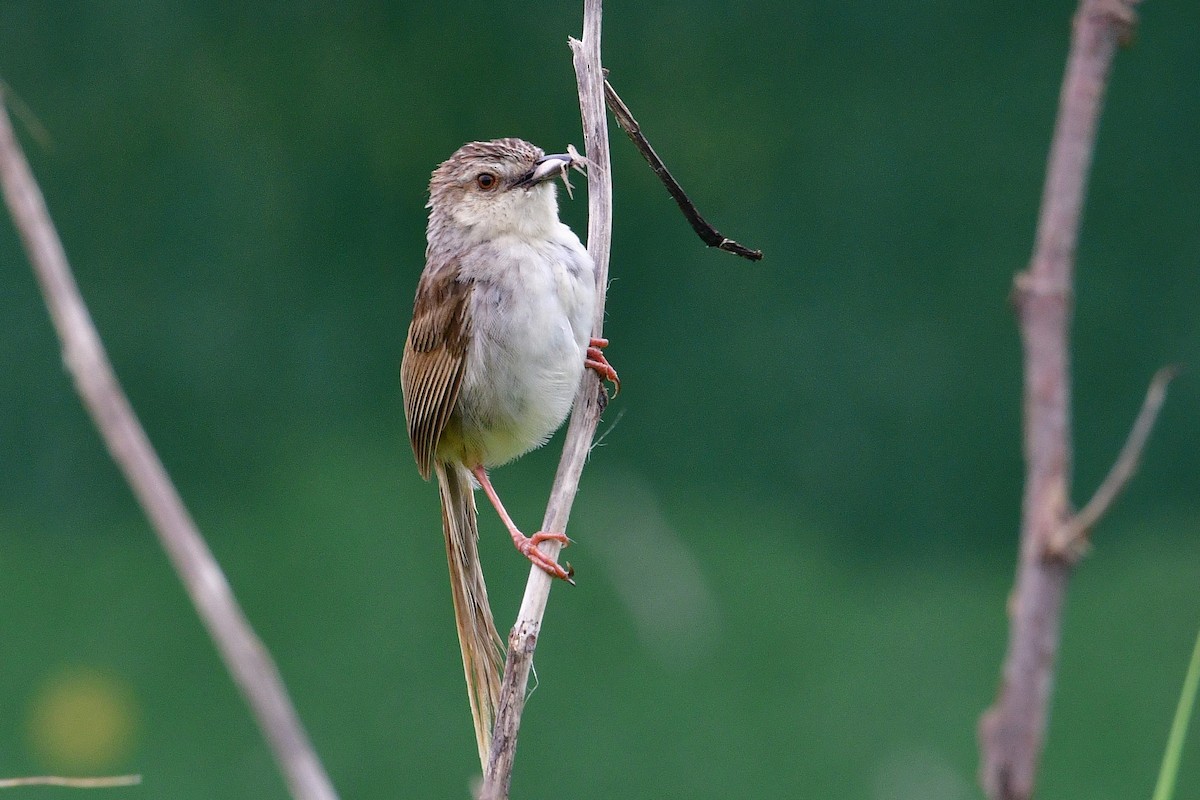 Striped Prinia - ML637146010