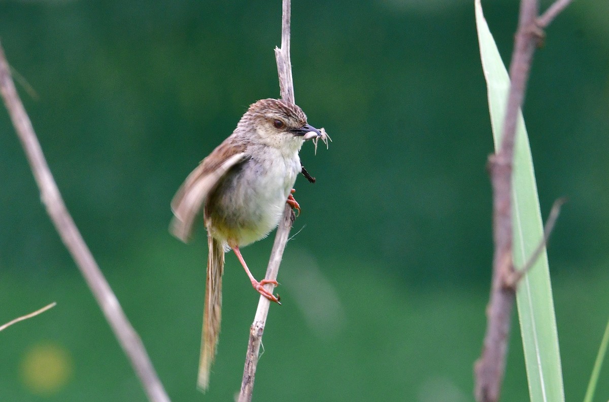 Striped Prinia - ML637146011