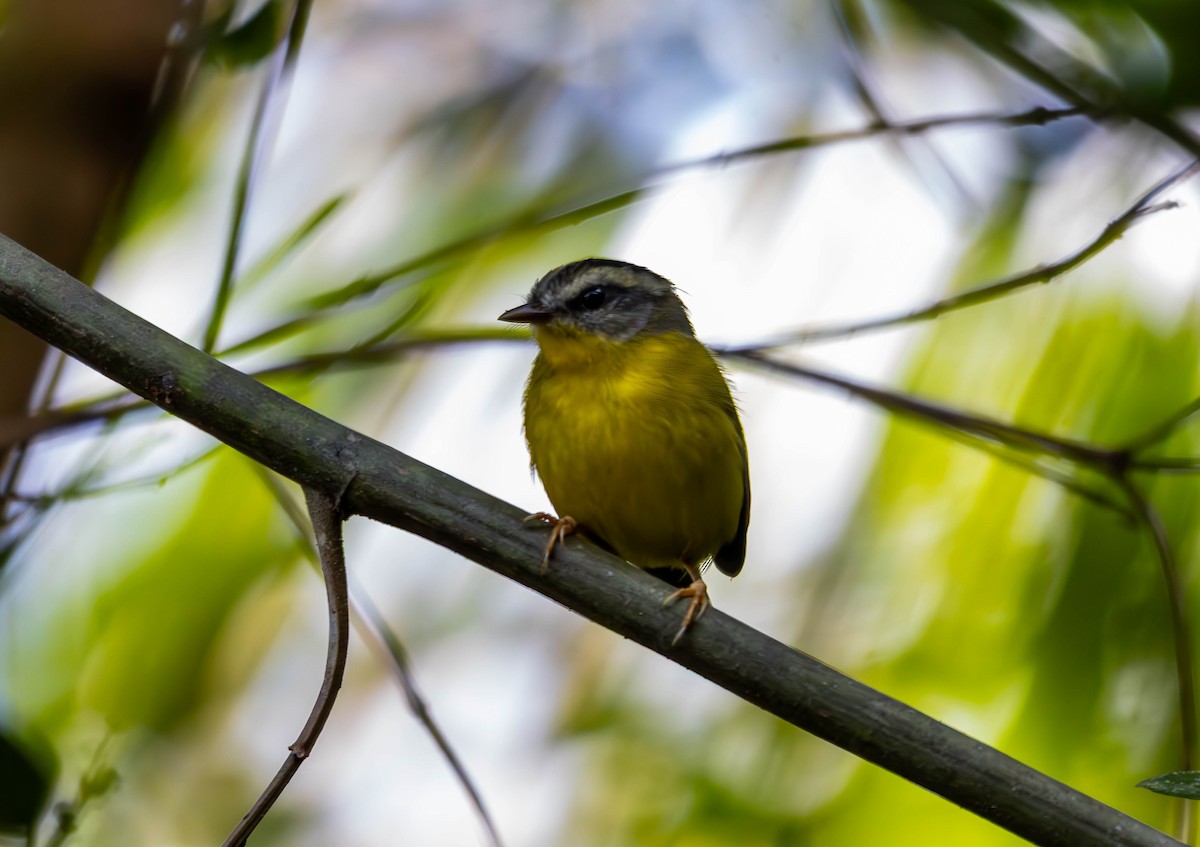 Golden-crowned Warbler - ML637146049