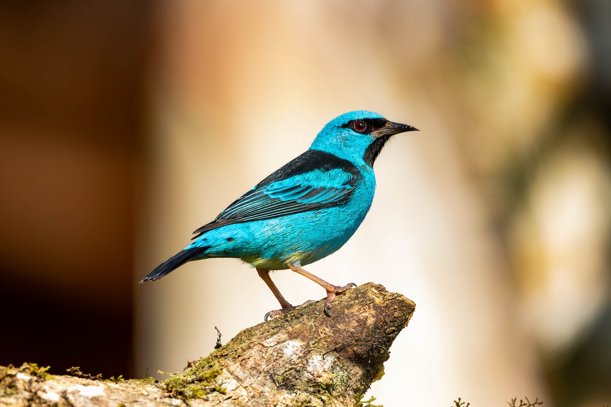 Blue Dacnis - ML637146099