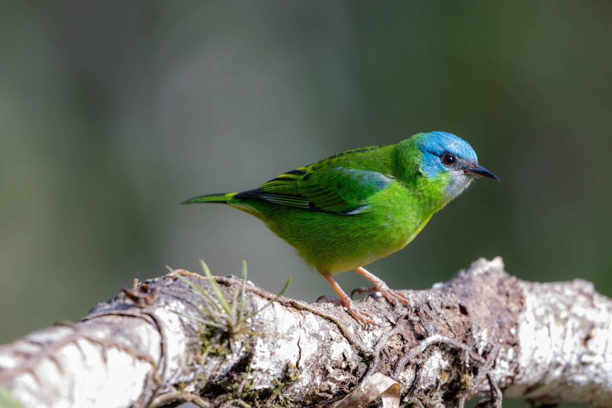 Blue Dacnis - ML637146100