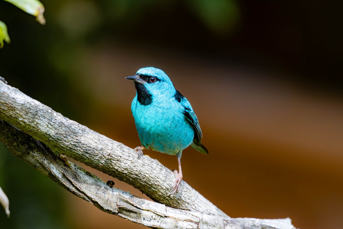 Blue Dacnis - ML637146101