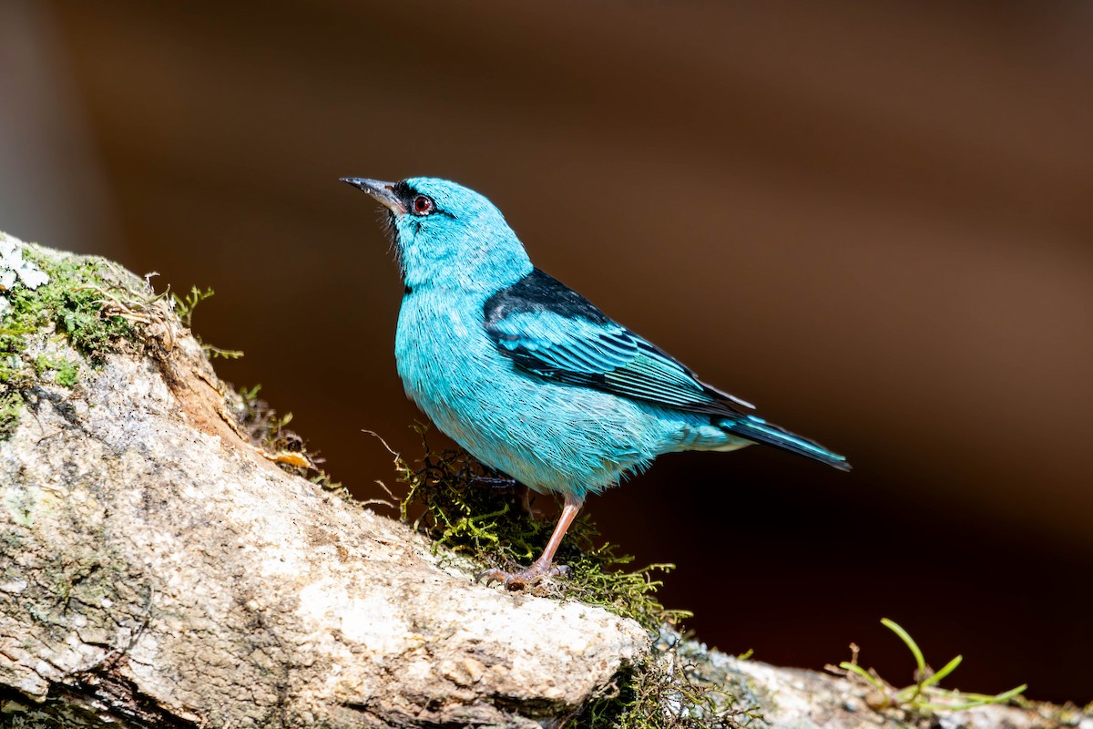 Blue Dacnis - ML637146102